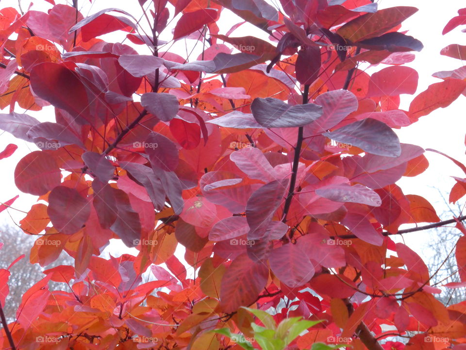 Warm red tree