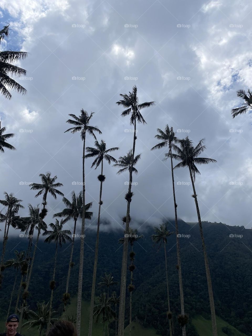 Cocora