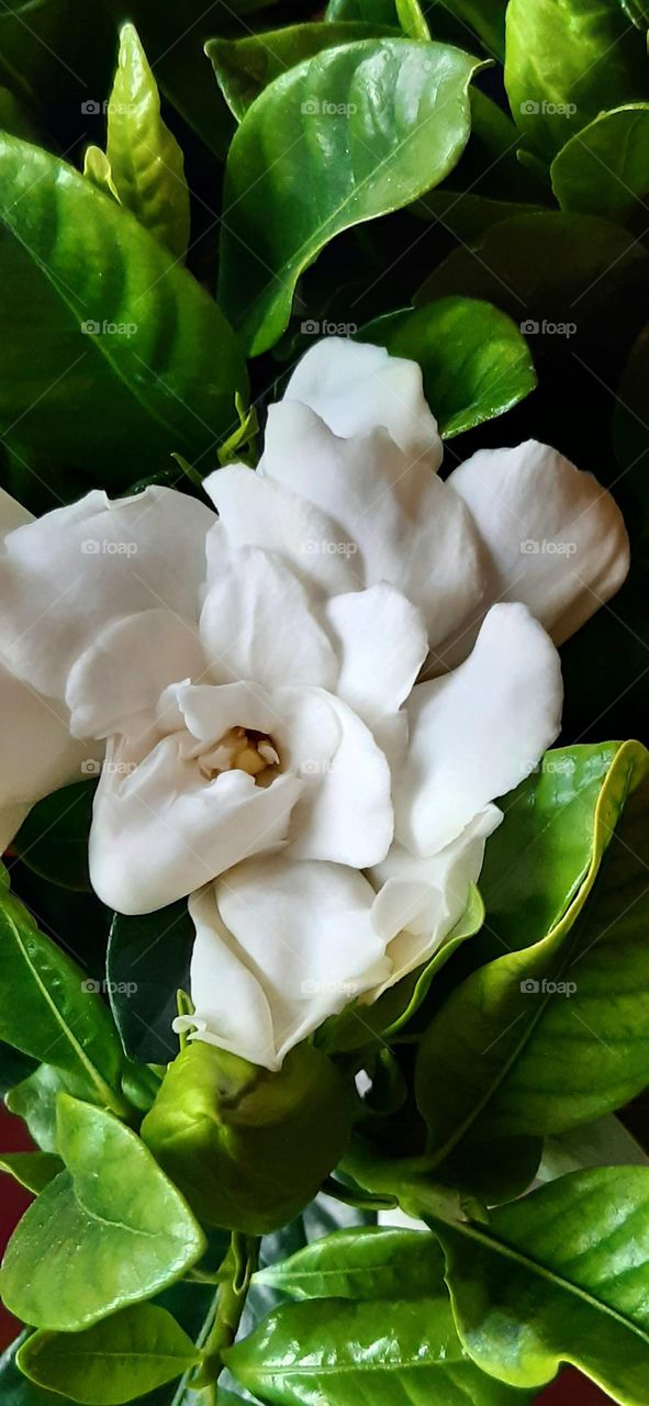 gardenia