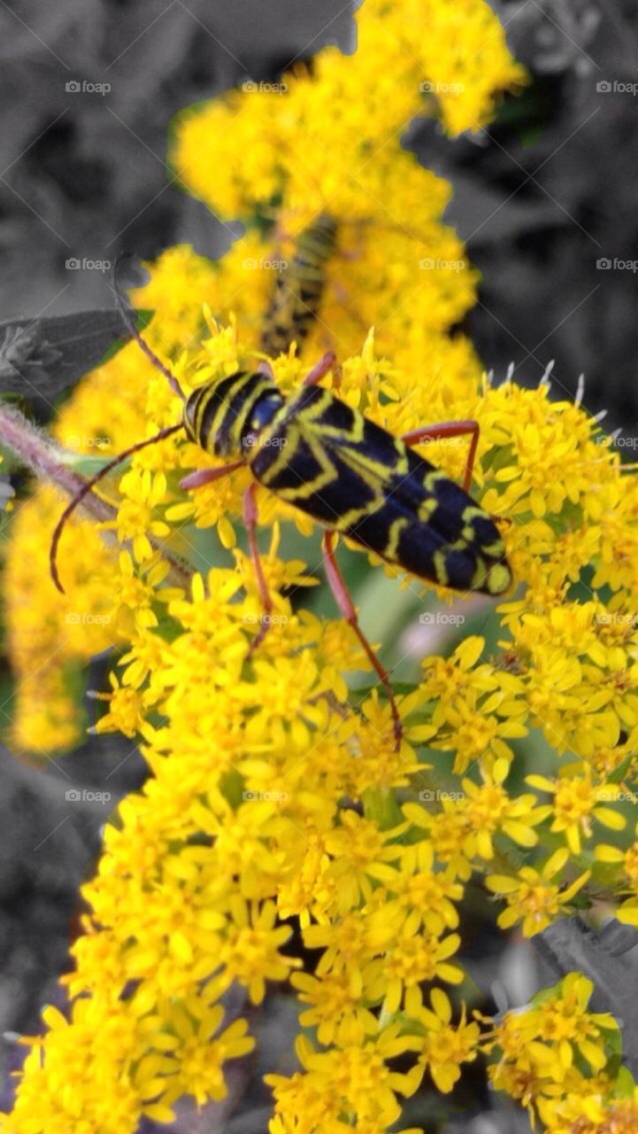 Big yellow big on flowers