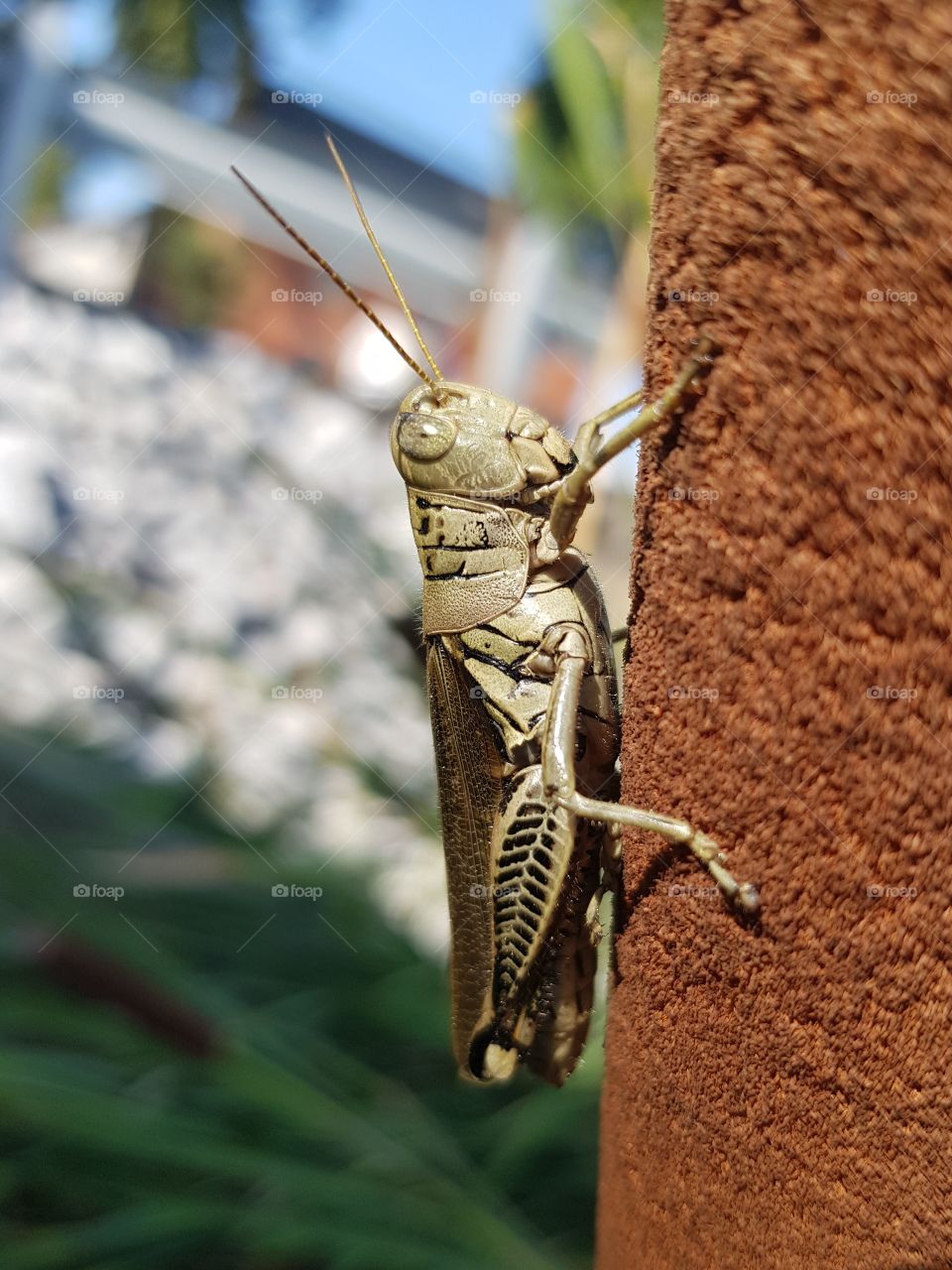 Grasshopper in detail
