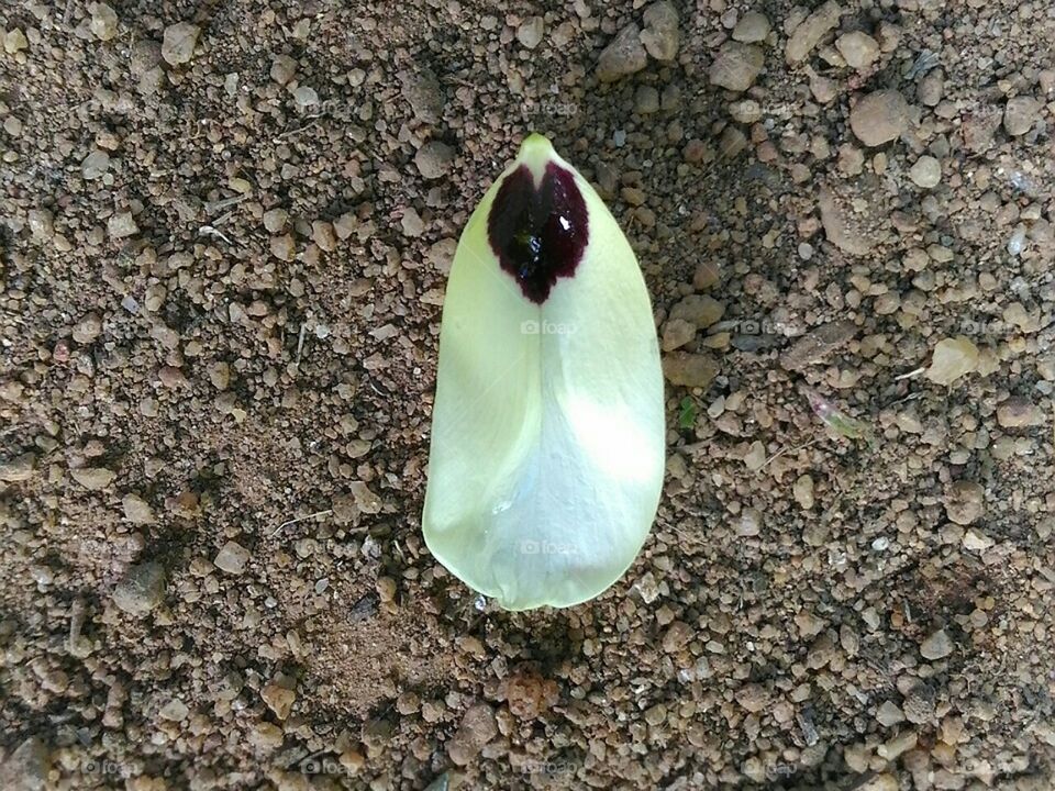 Beautiful  photo.A  part  of  a  flower  is  laying  on  the   soil.