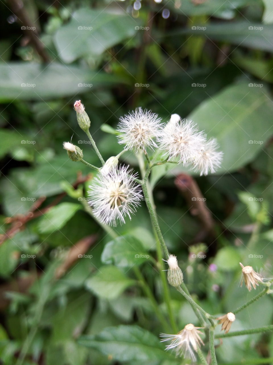 Nature, Flora, Flower, Summer, Leaf