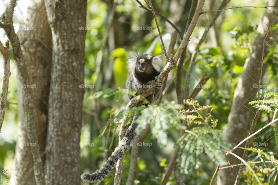 Little monkey in Rio de Janeiro Brazil ( Callithrix penicillata).