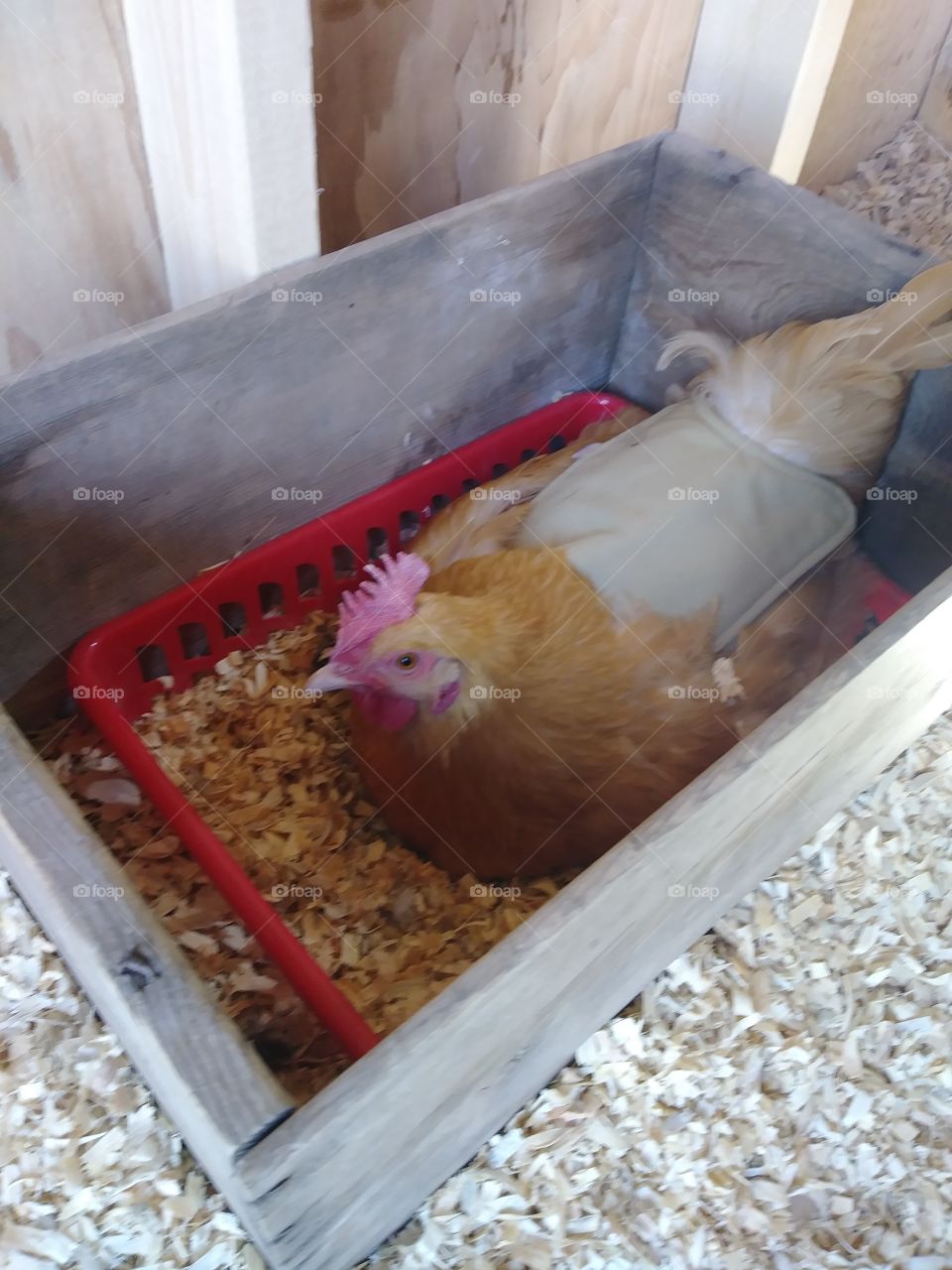 hen laying eggs