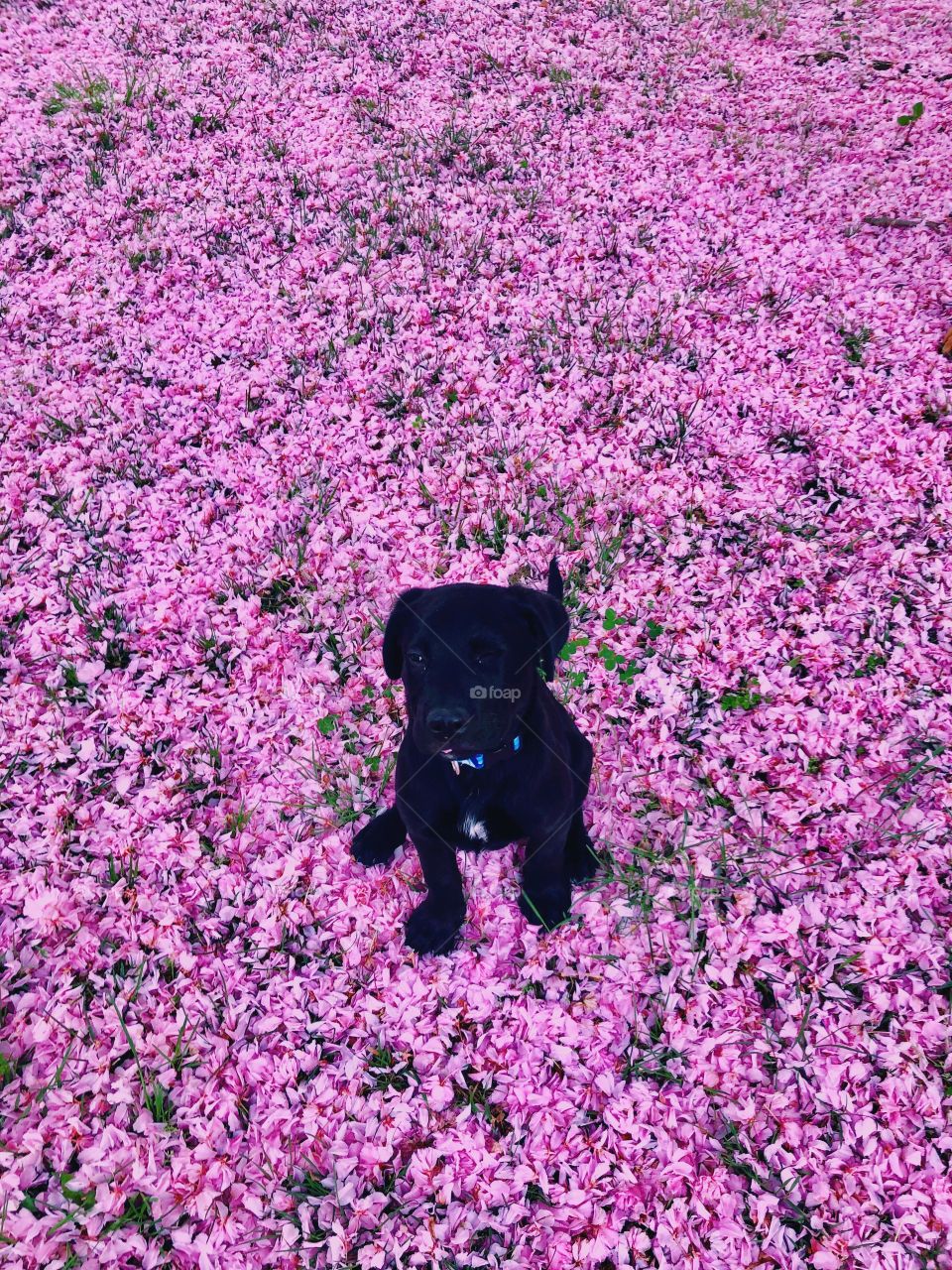 Flower pup