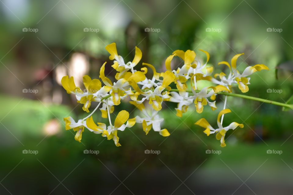 Wild orchids