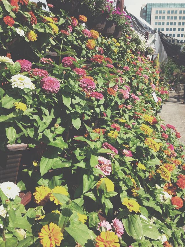 Flowers