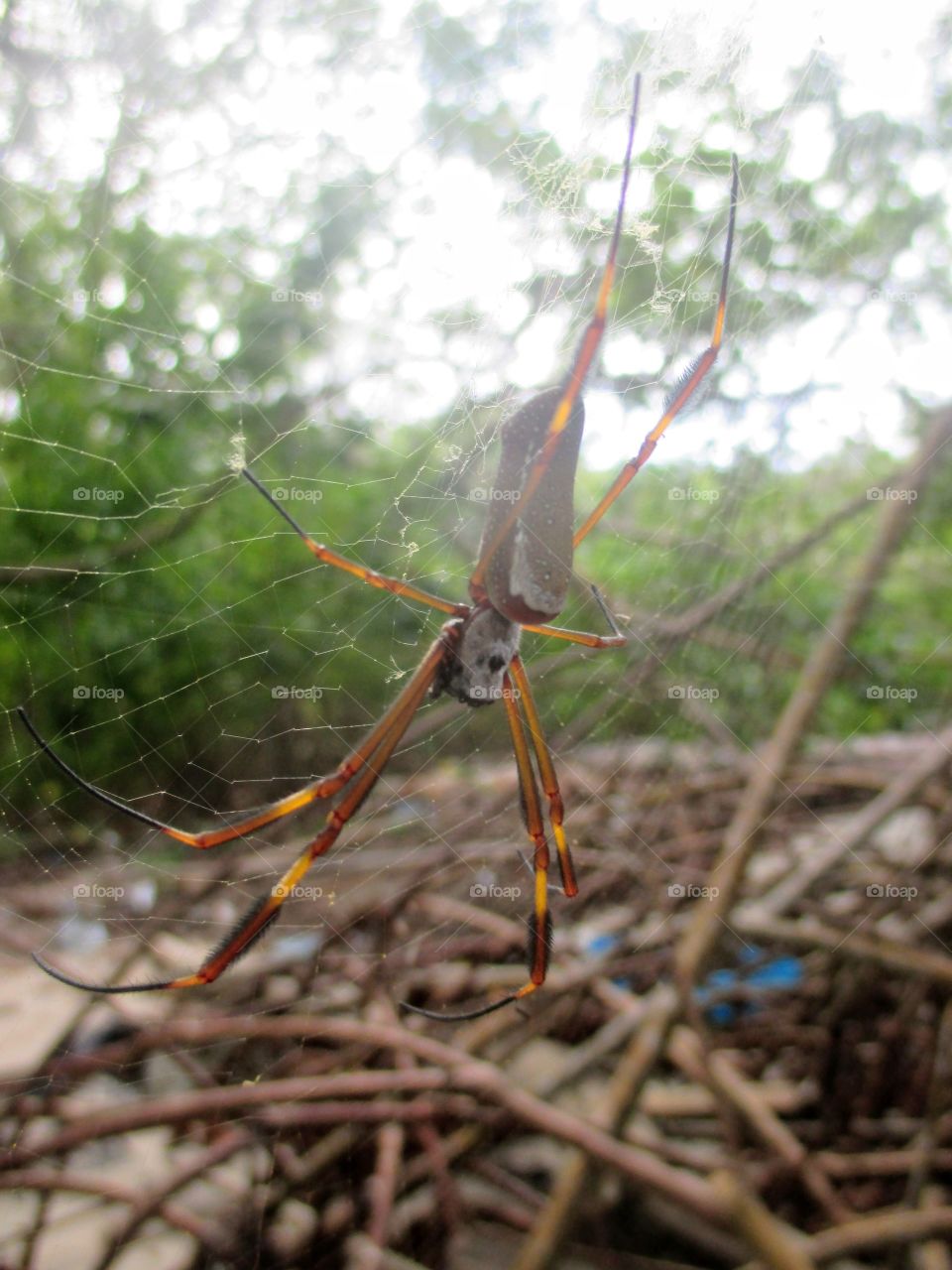 Nephila clavipes spider