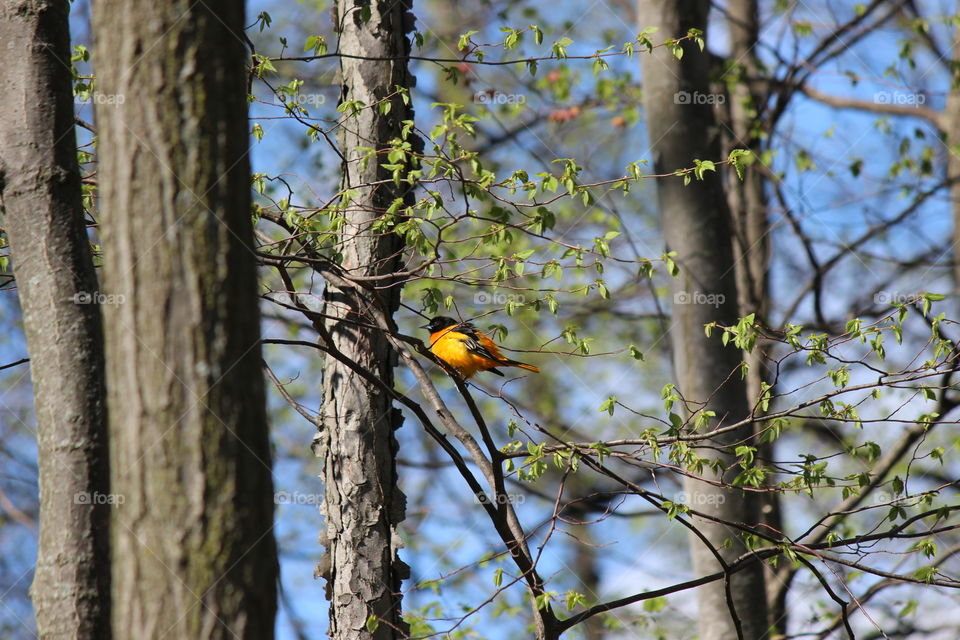 Baltimore Oriole Season
