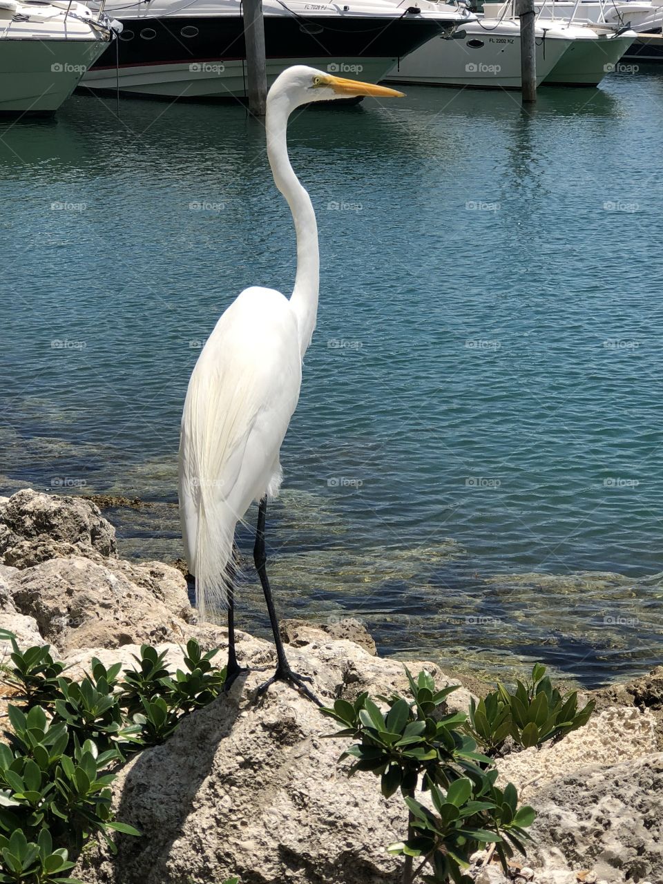 Beautiful, Tall Great Egret enjoying Miami Beach weather