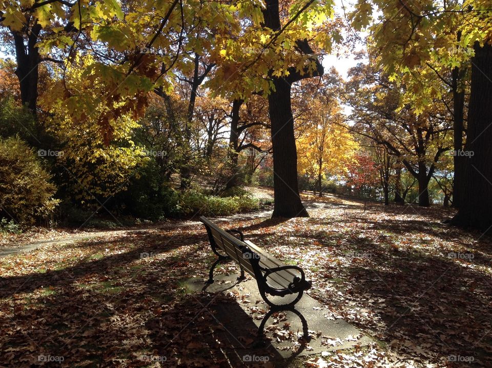 Autumn in the park