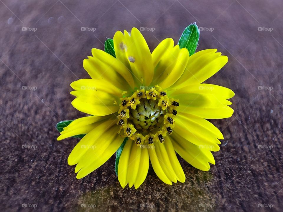 Flower instead of love