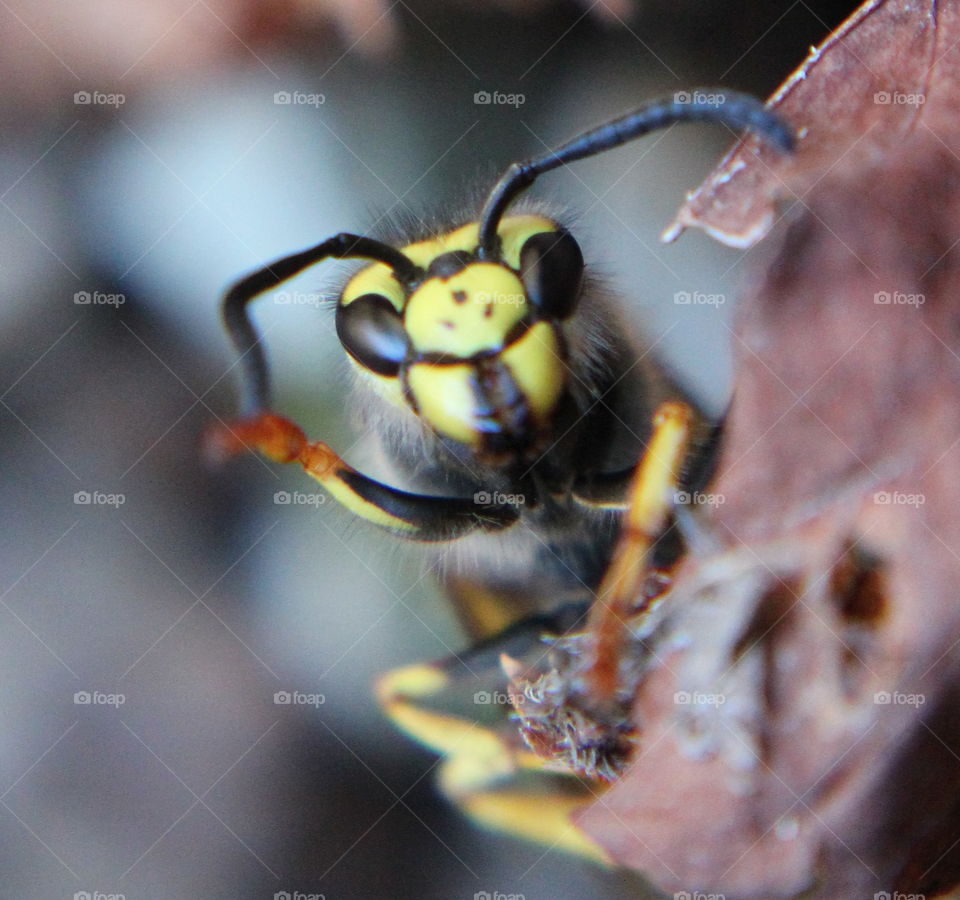 Bee moving its leg
