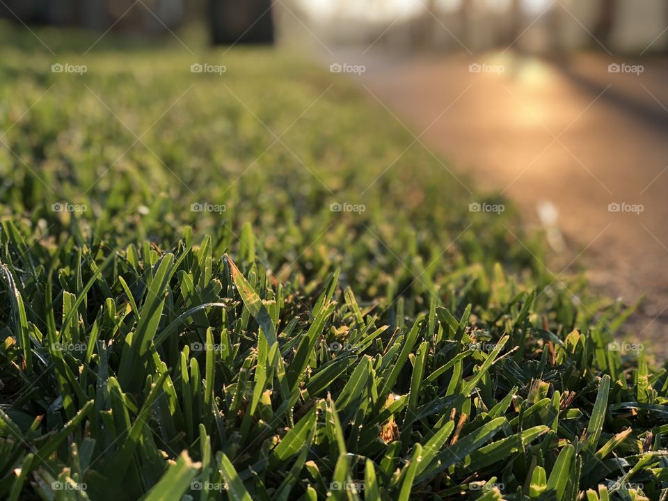 Blades of grass and dew drops at sunrise 
