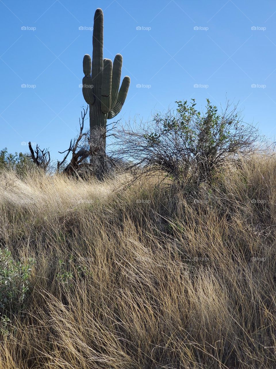 Saguaro Cactus in Tall Grass