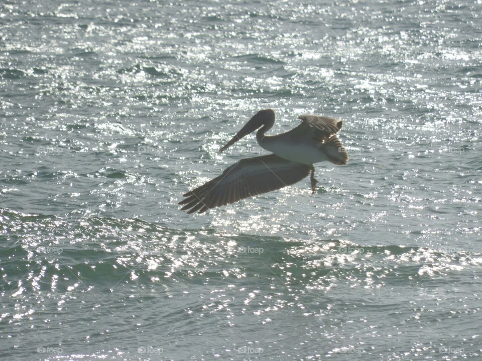 Pelican flight