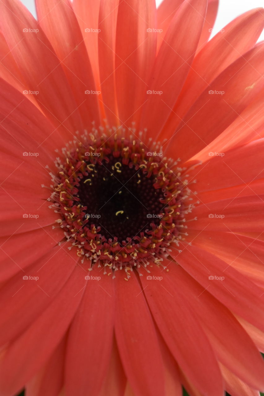 Beautiful color flower