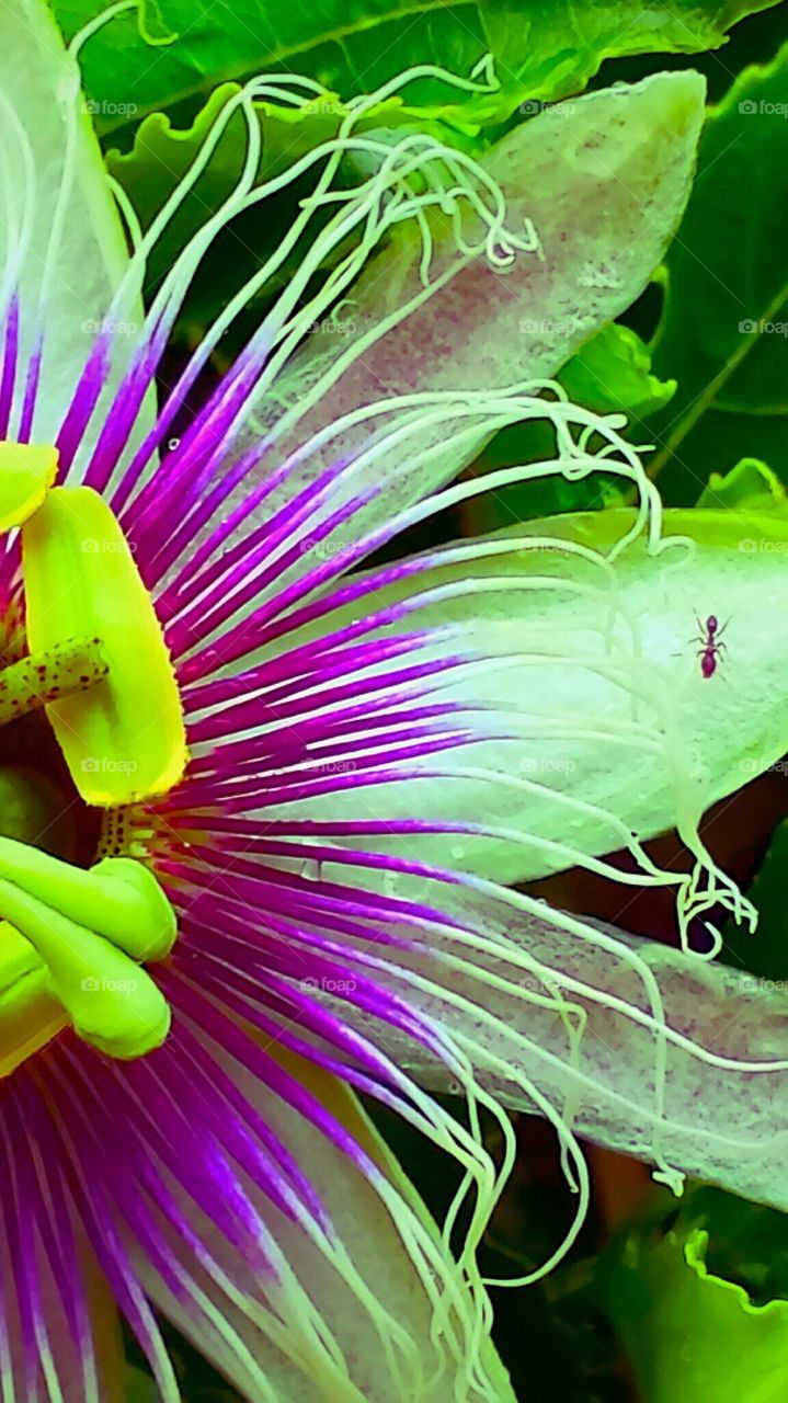 "Beautiful Passion Flower"