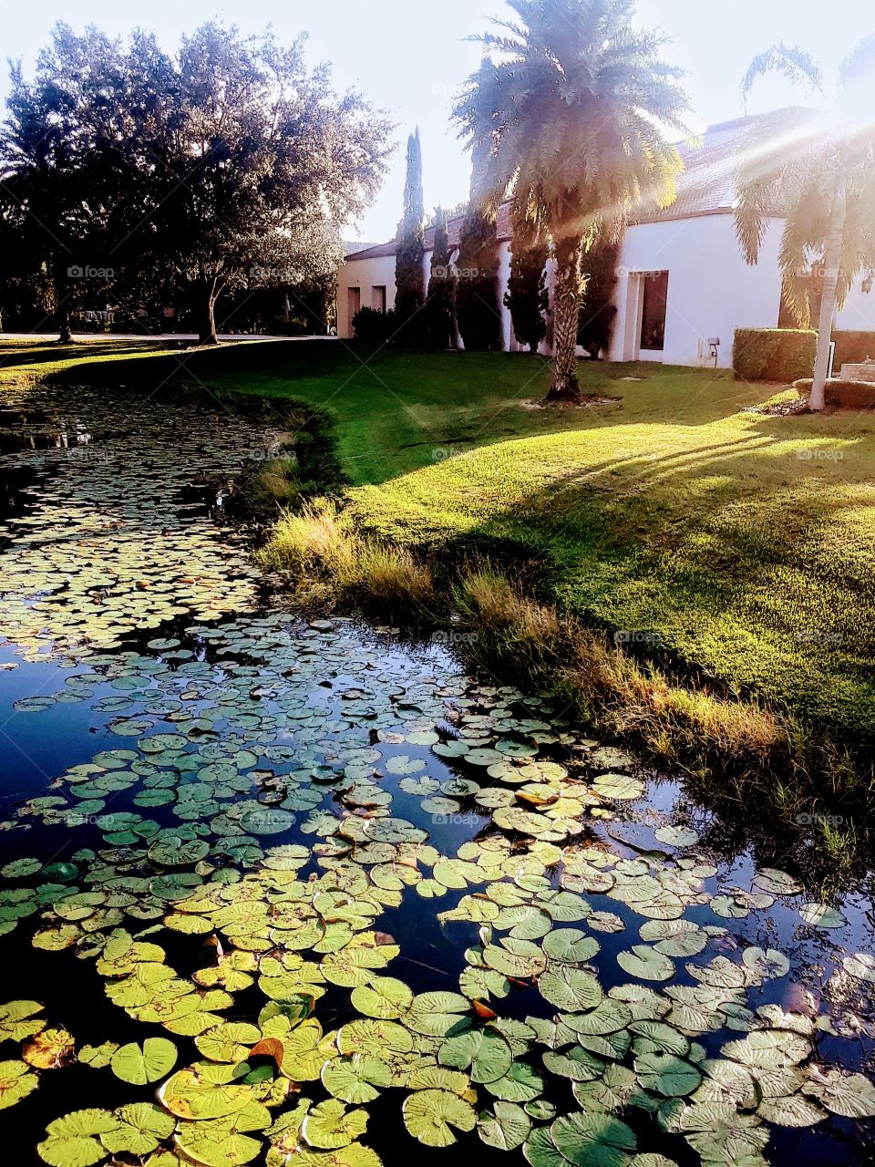 pond with Lillie pads