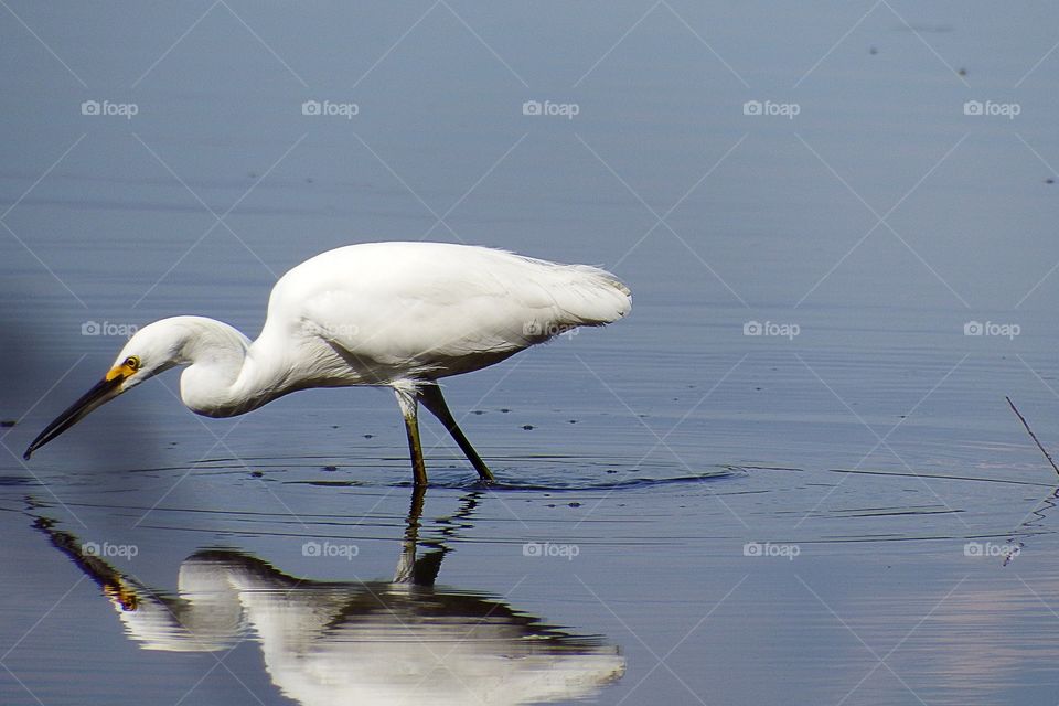 Egret reflection 