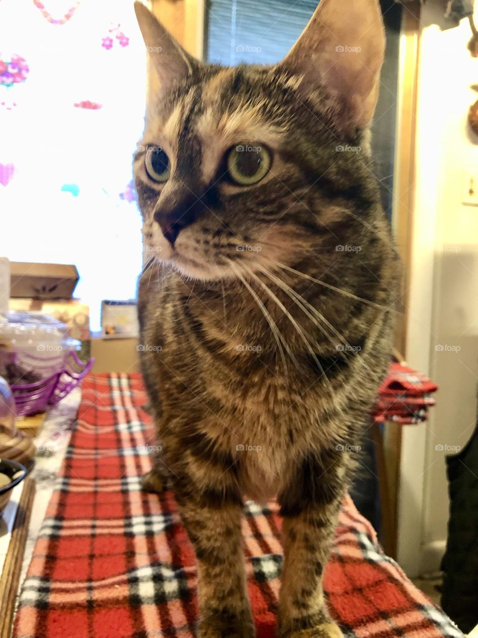 Beautiful kitty cat 🐾🐈