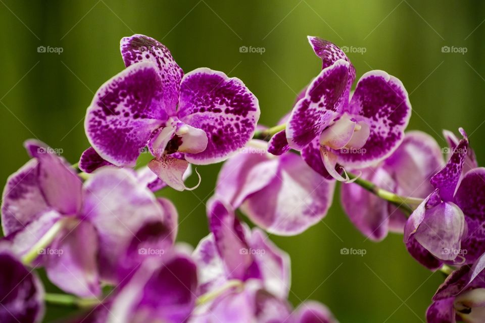 Purple Orchide. Floria Putrajaya Malaysia