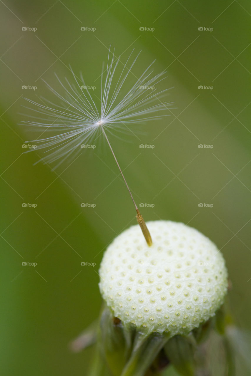 A single dandelion seed clinging to the head and stem of the mother plant