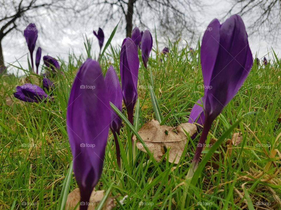 Purple daffodils