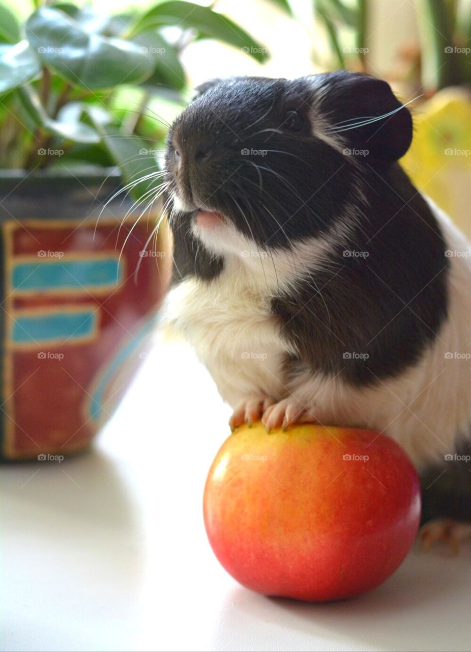 Guinea pig pet with red apple beautiful portrait home