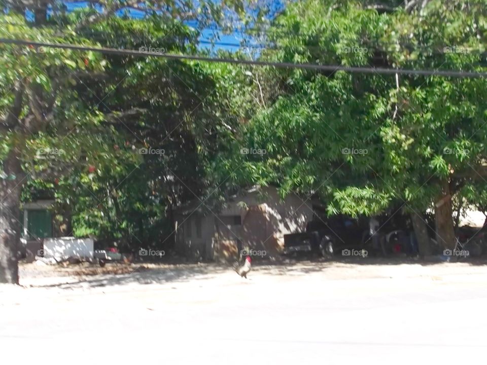 Photo from moving car traveling in Roatan, Honduras