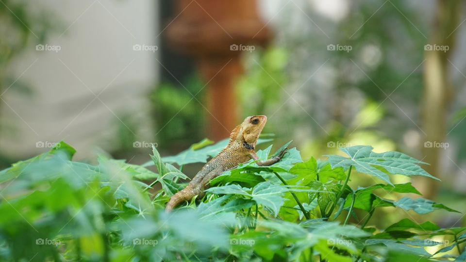 lizard in the yard
