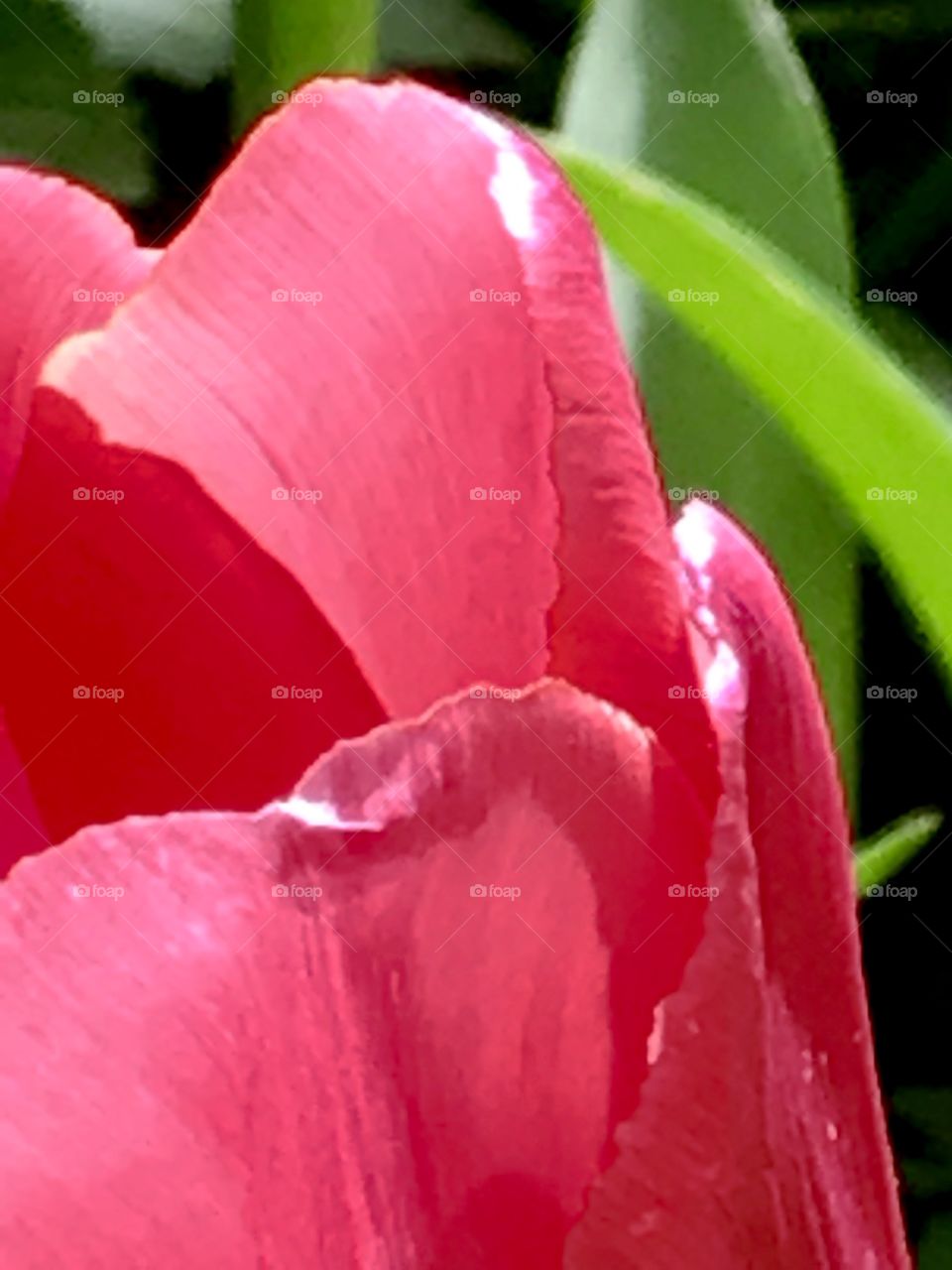 Tulip petals 