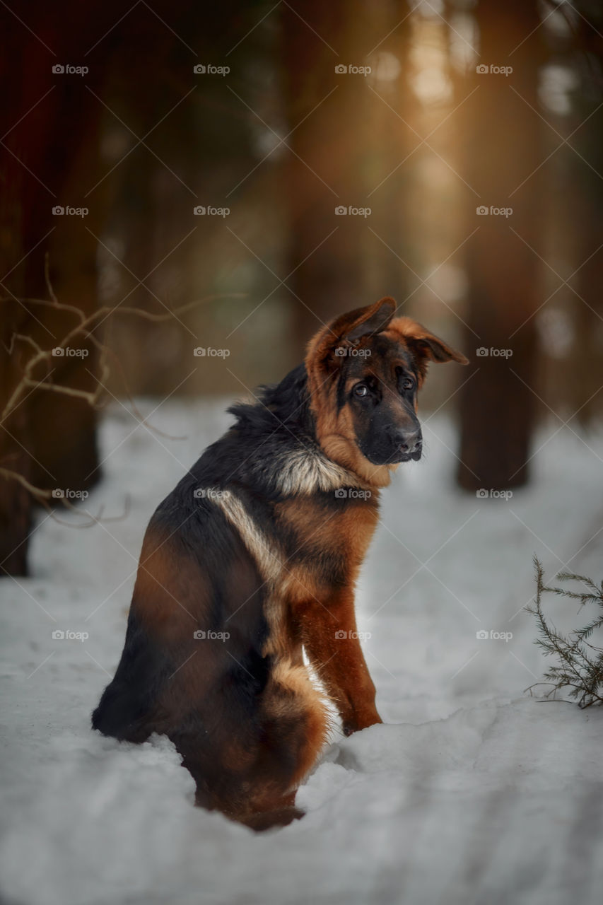 	Red cute german shepherd 5-th months puppy portrait at snow at the winter