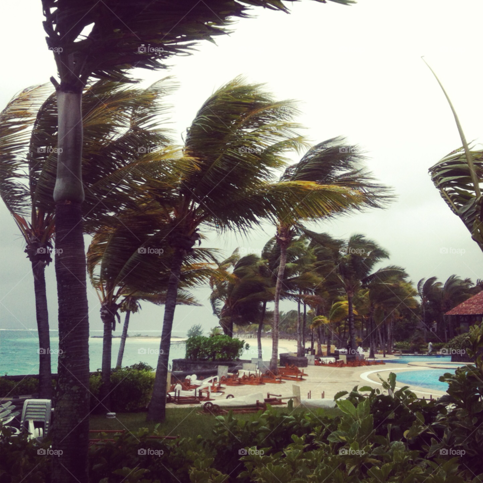 wind palm trees mauritius cyclone by WillR