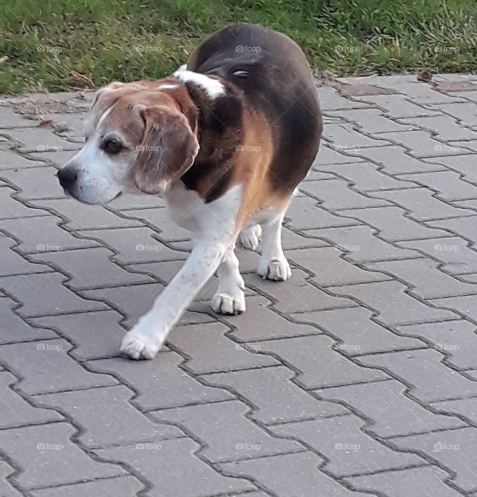 old tricolor beagle dog dancing on the street of gray concrete