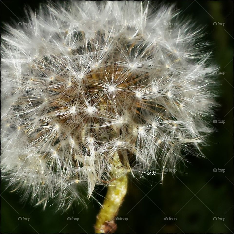 dandelion bloom