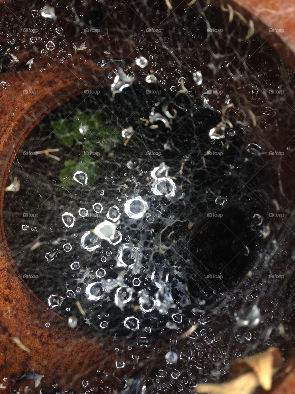 Web of rain 