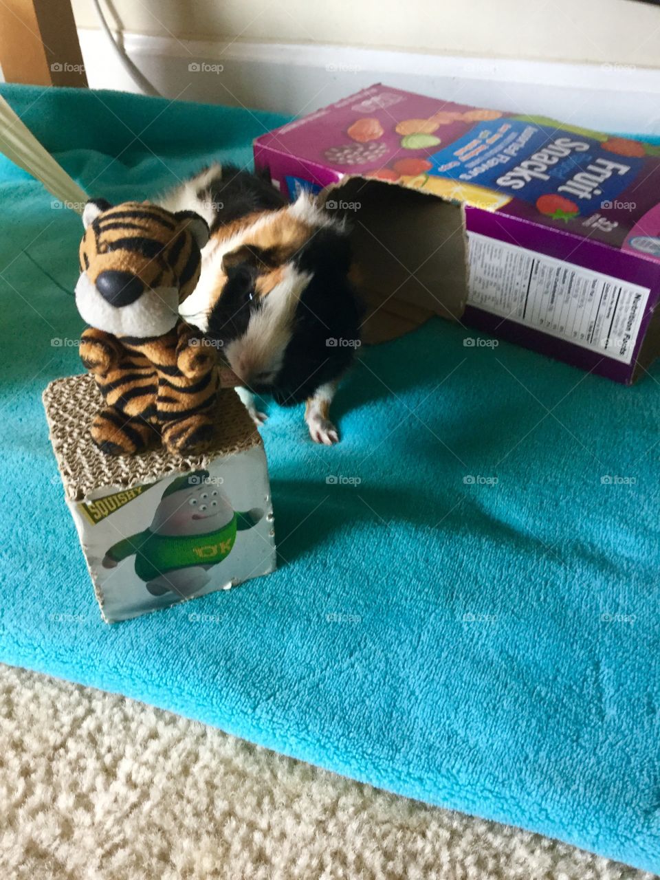 Dog, No Person, Relaxation, Indoors, Mammal