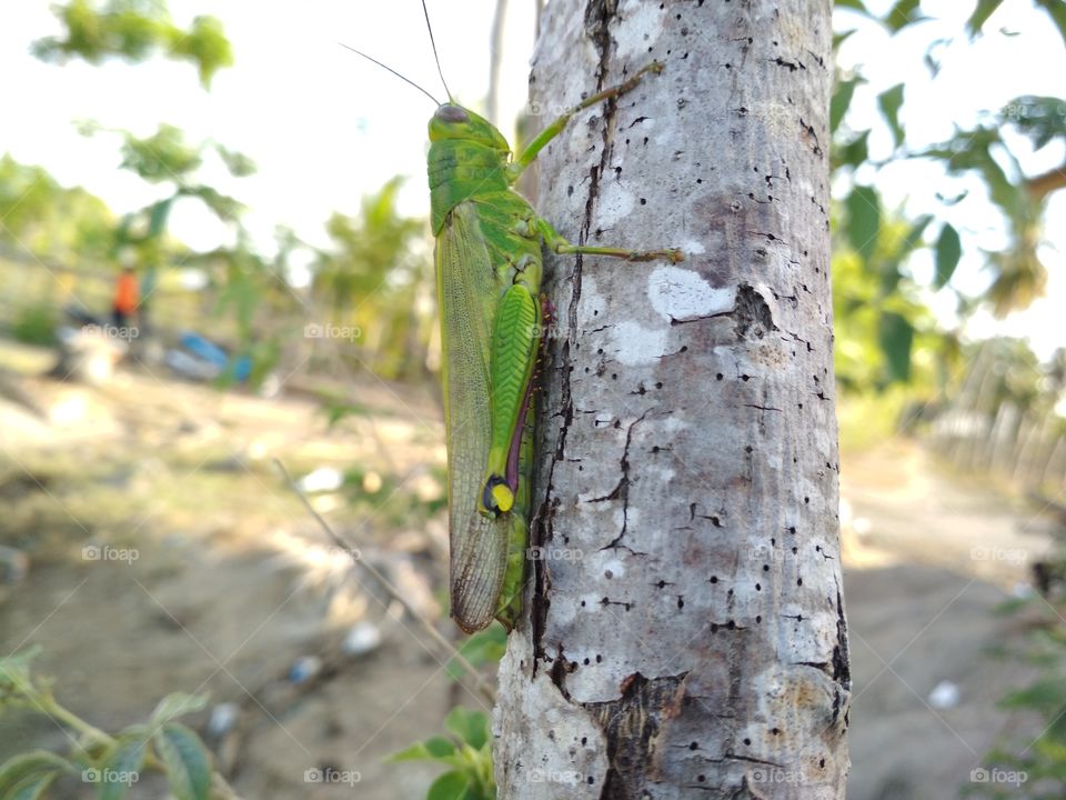 grasshopper on tree