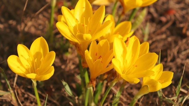 autumn flowers