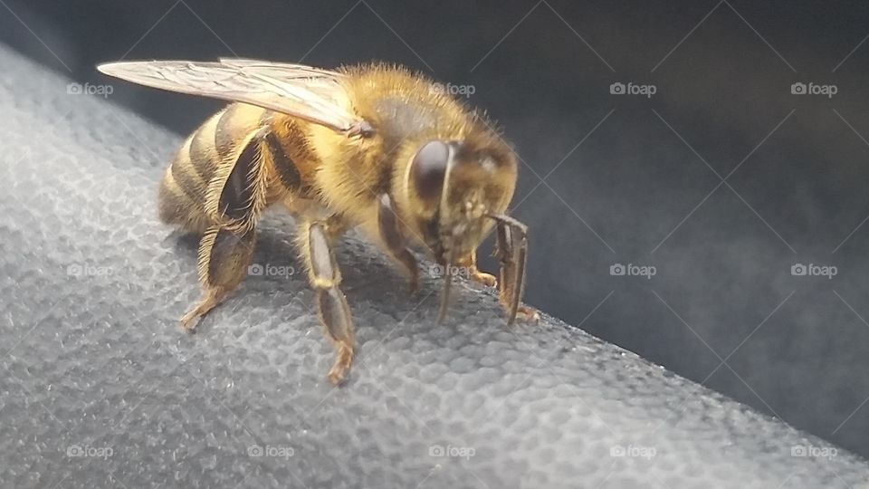Up close bee. Bee on truck surface