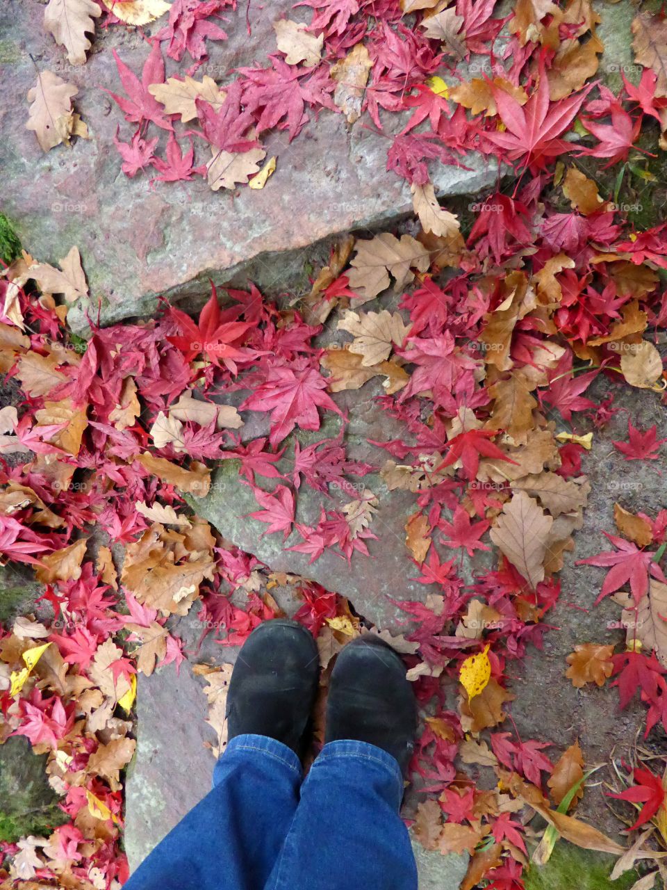 Standing on Colorful leaves on the ground 