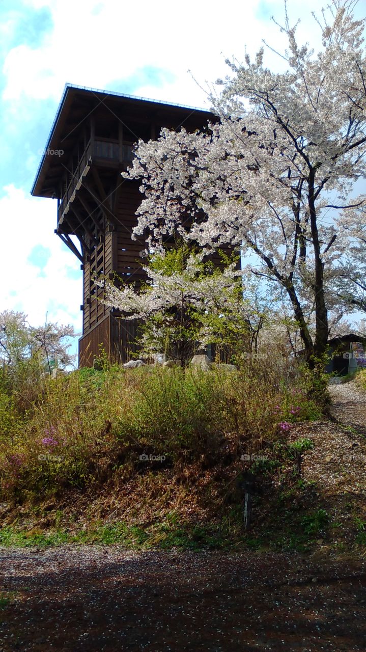 Blossoming cherry trees decorate a wooden lookout tower during spring in Japan.