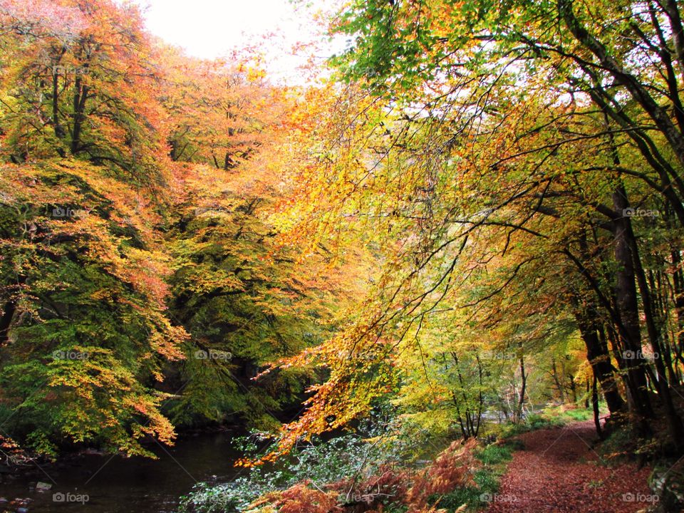 Fall, Leaf, Wood, Tree, Nature