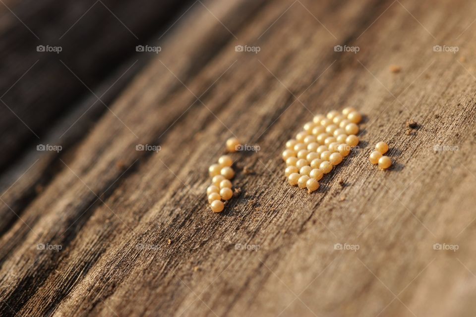 golden eggs under wood