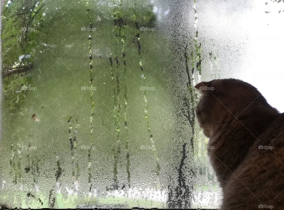 Cat on the window with rain drops