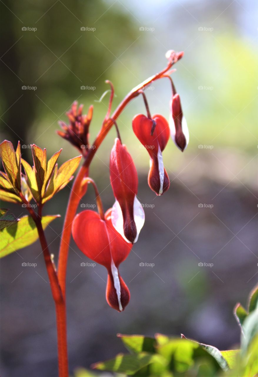 Bleeding heart