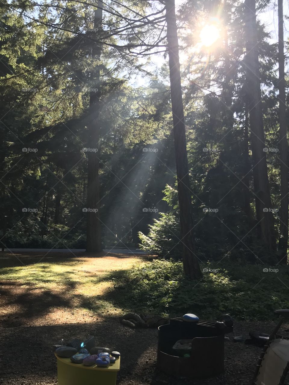 Light through trees