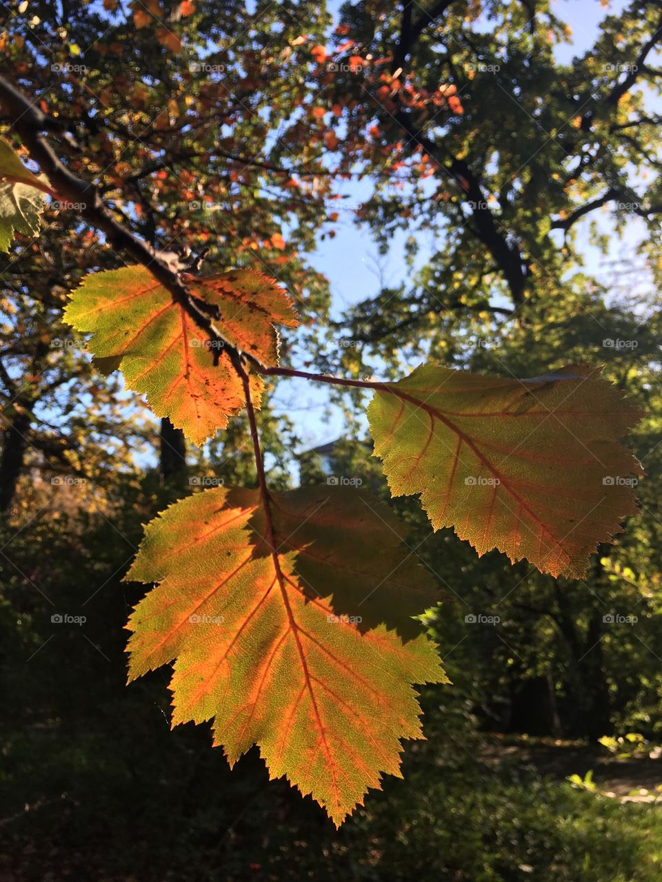 Autumn leafs 